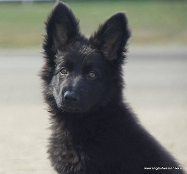Zwart koppie van Gideon, Oudduitse Herder pup van 10 weken